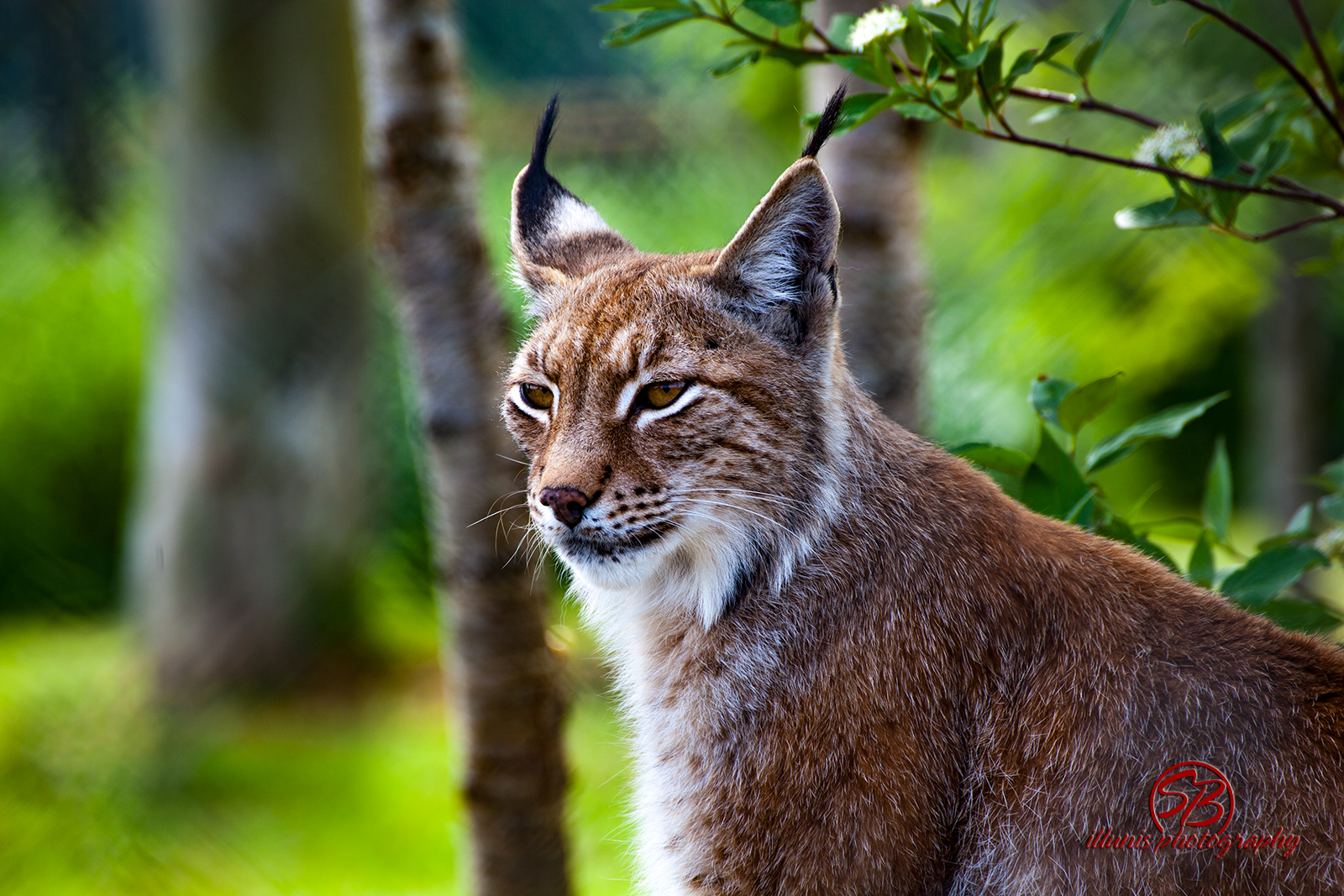 Lynx