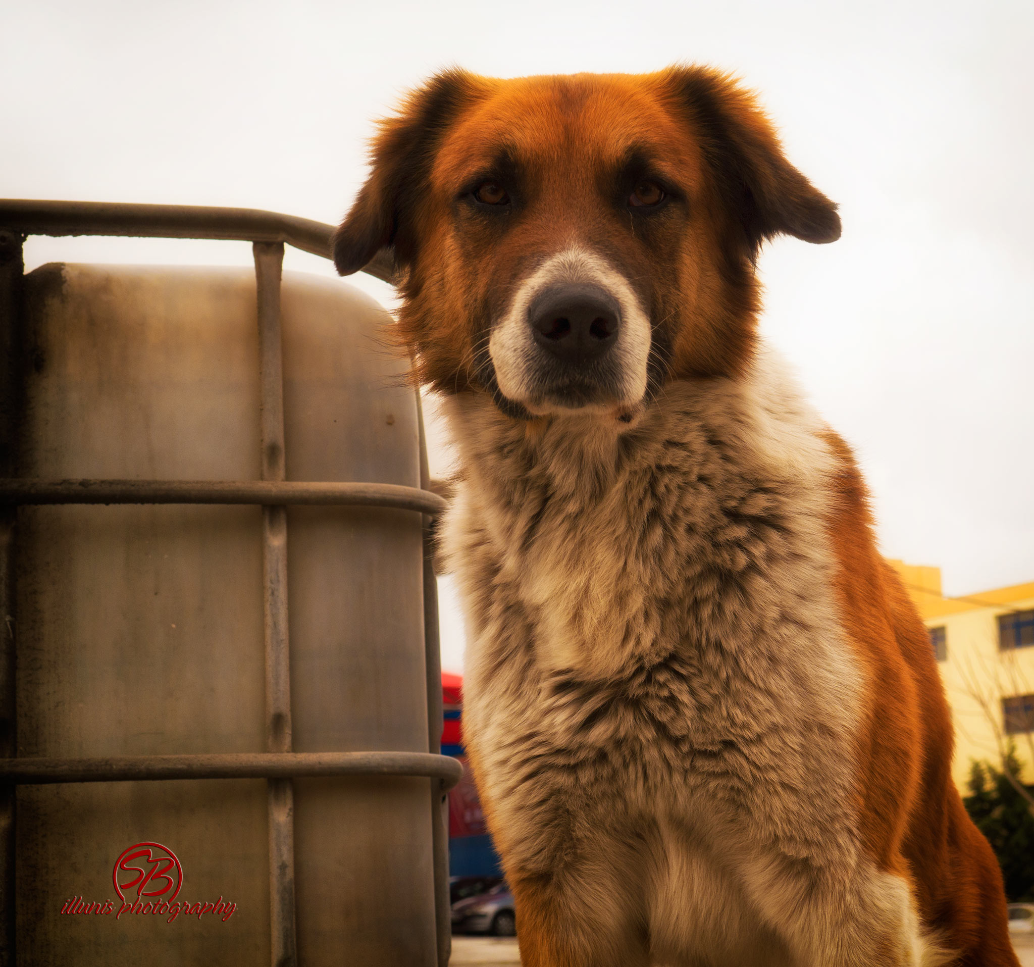 Dogie