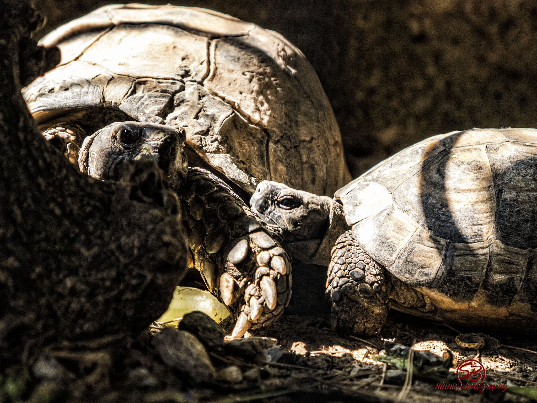 Turtles