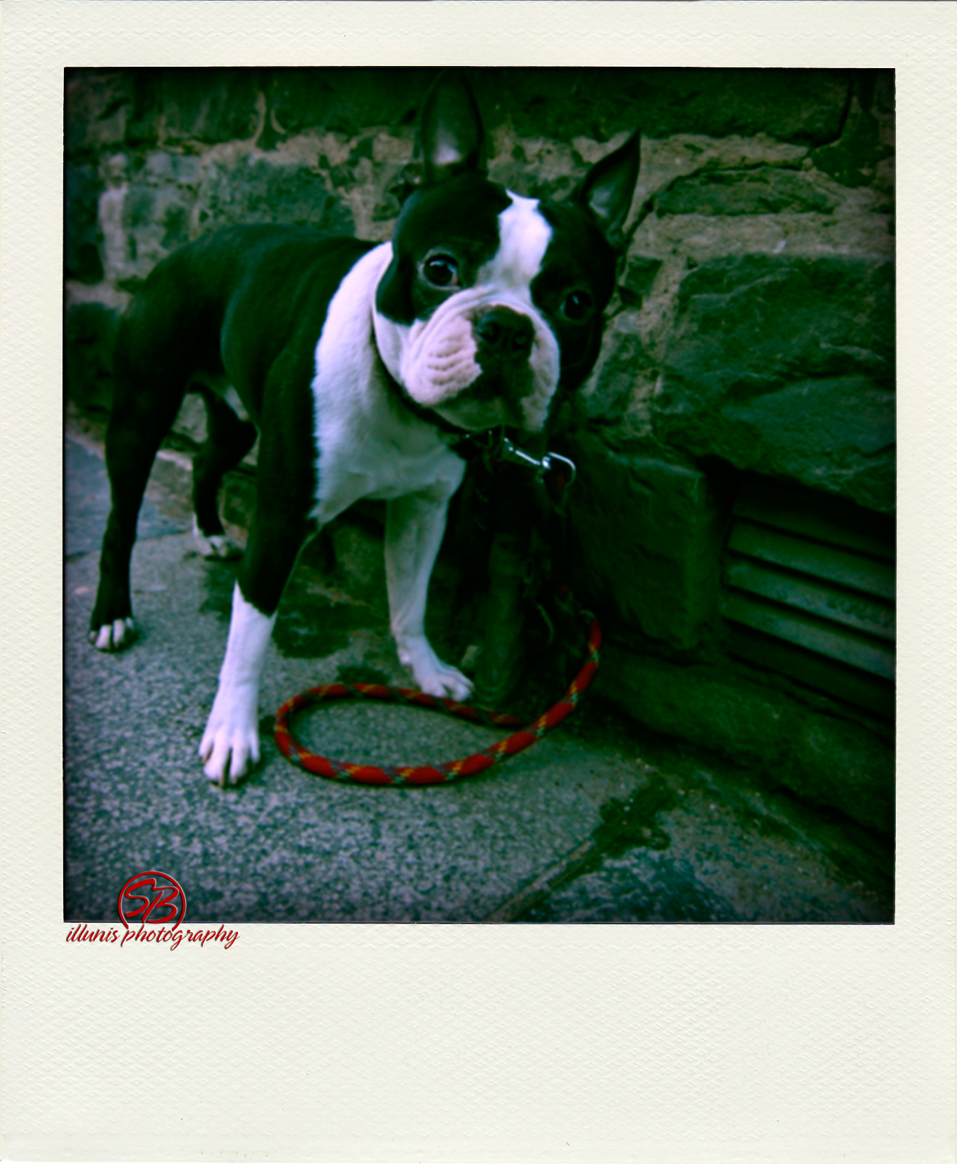 IMG 0902 pola