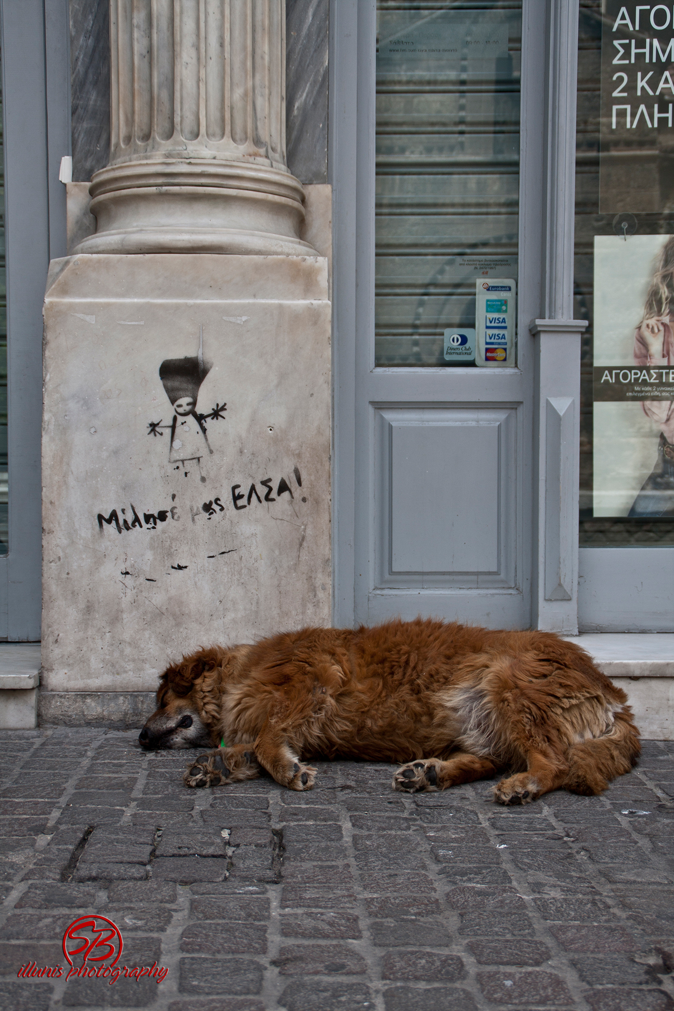 Cats & Dogs